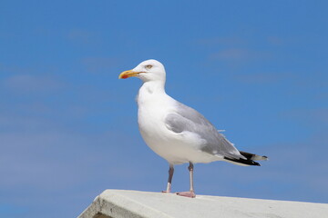 Seemöwe an der Nordsee in Domburg in Holland.