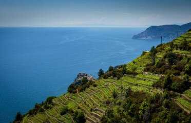 Hiking path through the grapevine in Cinque Terre.  Tuscany Italy