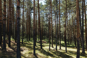 Pine tree forest on a sunny summer day