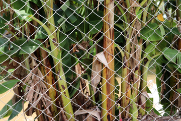 Iron fencing in front of banana trees