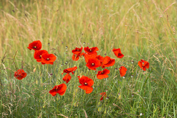 Poppy blossoms between meadow herbs on a wildflower meadow
