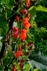 Beans in the garden blooms with red flowers in early summer.

Red scarlet flowers of runner Bean...