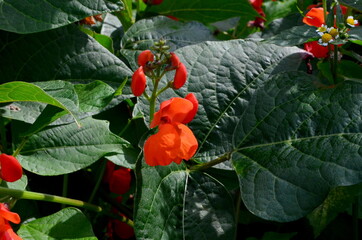 Beans in the garden blooms with red flowers in early summer.

Red scarlet flowers of runner Bean...