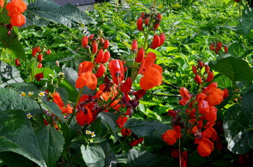 Beans in the garden blooms with red flowers in early summer.

Red scarlet flowers of runner Bean...
