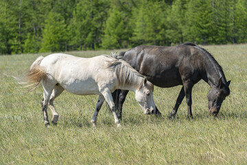 A couple of horses graze in the meadow
