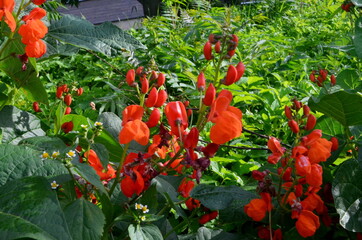 Beans in the garden blooms with red flowers in early summer.

Red scarlet flowers of runner Bean...