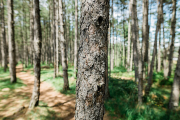 Pine tree forest on a sunny summer day