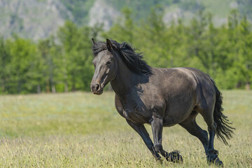 A dark horse runs through the grass