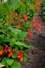 Beans in the garden blooms with red flowers in early summer.

Red scarlet flowers of runner Bean...