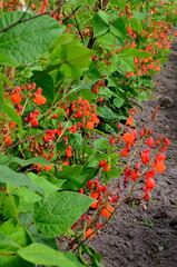 Beans in the garden blooms with red flowers in early summer.

Red scarlet flowers of runner Bean plant (Phaseolus coccineus 'Enorma') growing in the garden.