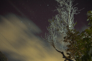 Night landscape; Stars, clouds and tree in motion.