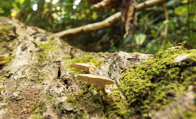 Obraz premium mushrooms grow on a decay of tree trunk