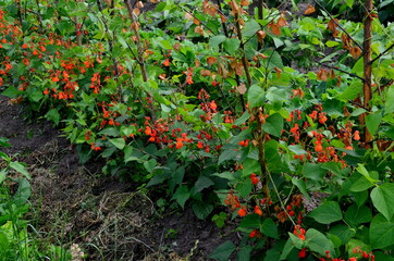Beans in the garden blooms with red flowers in early summer.

Red scarlet flowers of runner Bean plant (Phaseolus coccineus 'Enorma') growing in the garden.