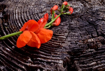 Red scarlet flowers of runner Bean plant on old wooden stump background 