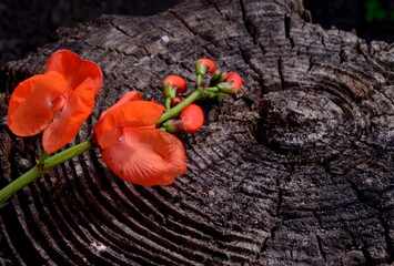 Red scarlet flowers of runner Bean plant on old wooden stump background 