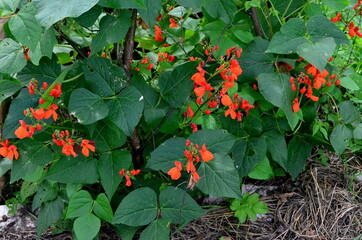 Beans in the garden blooms with red flowers in early summer.

Red scarlet flowers of runner Bean...