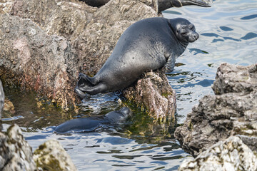 Seal sitting on a high stone