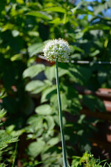 onions bloomed in the garden. green stem with large white inflorescence head