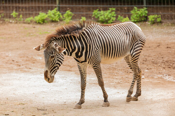 Fototapeta na wymiar Ein trauriges Zebra. 