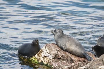 Peaceful conflict between two seals
