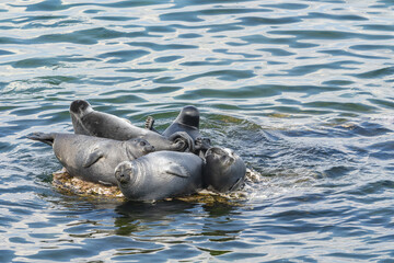 Five seals are crowded on one stone