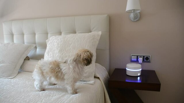 Beautiful dog of the Shih tzu breed, relaxed in bed by the aromatherapy dehumidifier. Aromatherapy is a treatment that uses essential oils from plants for medicinal purposes.