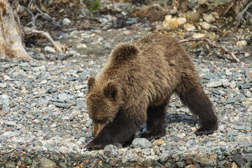 Young bear on the pebble shore