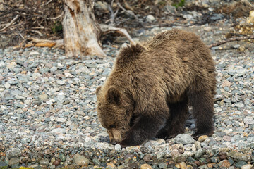 Brown bear picks stones on the shore