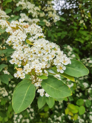 late cotoneaster or milkflower cotoneaster (in german Späte Zwergmispel) Cotoneaster lacteus