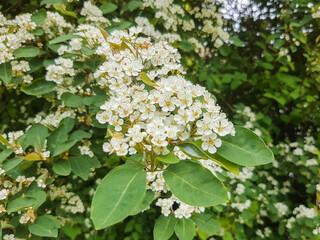 late cotoneaster or milkflower cotoneaster (in german Späte Zwergmispel) Cotoneaster lacteus