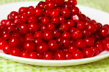 
red currant berries on a white plate