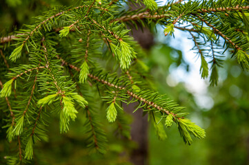 Green branch of larch with tiny leaves on the blue and brown background. Brown cone of larch. Wild plants in spring 