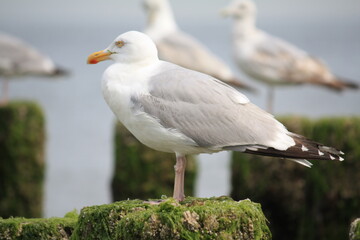 Seemöwen an der Nordsee in Domburg in Holland.