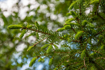 Green branch of larch with tiny leaves on the blue and brown background. Brown cone of larch. Wild plants in spring 