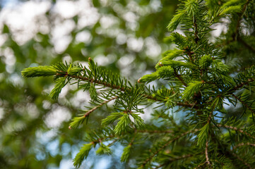 Green branch of larch with tiny leaves on the blue and brown background. Brown cone of larch. Wild plants in spring 