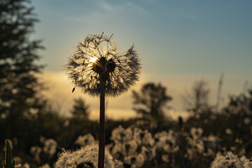 Dandelion in the early morning