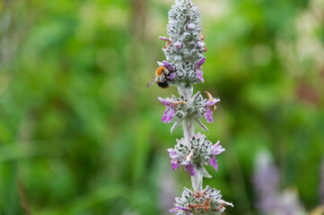 flowers of Stachys byzantina with bee