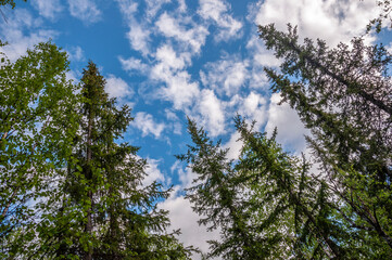 Green forest with pines, spruces, larches and birches on the background with blue sky. Bright summer day. Bottom view of tree crowns