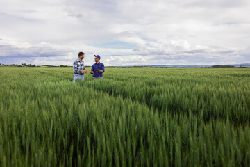 Naklejka na ściany i meble Two farmers standing in green wheat field examining crop during the day.