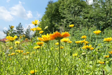 Calendula flowers growing in garden