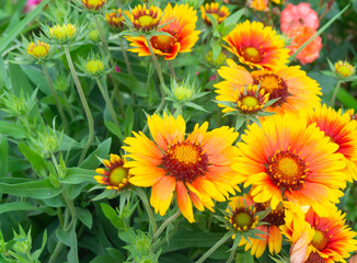 Orange flowerses on background green sheet