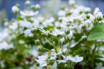 flowering BlackBerry bushes