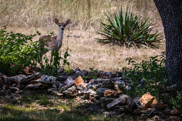 fawn in the garden