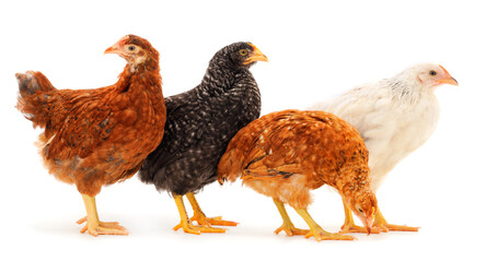 Four young hens isolated.