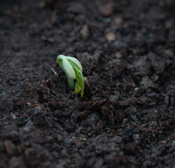 Bean germination in ground. Germinating bean seed.