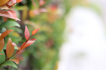 Close up Christina tree in natural garden on blurred background with copy space. Trees with green and red leaves are planted as fences.
