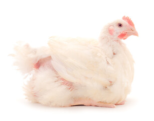 Chicken or young broiler chicken.