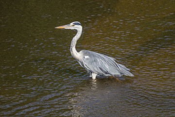 Grey Heron in water