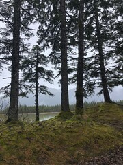 trees in the forest