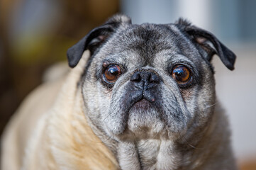 Pug dog portrait